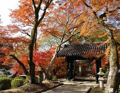 秋月城跡「黒門」の紅葉